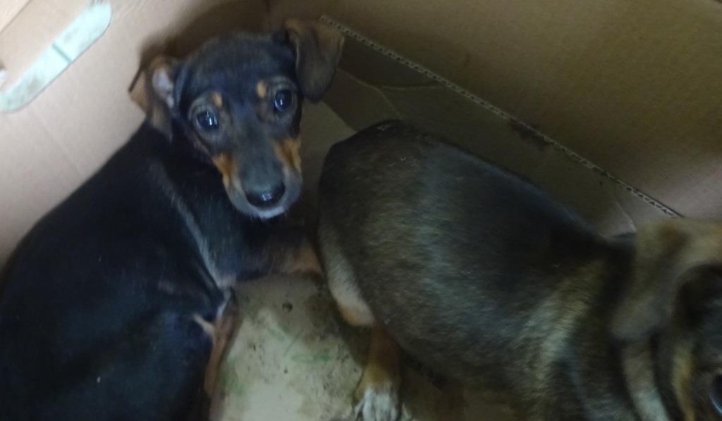 Szczeniaczki do adopcji